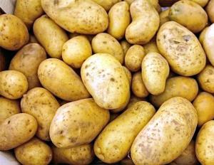 история картофеля в россии