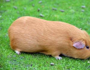 Long-haired guinea pig - fluffy rodent Guinea pigs and cats