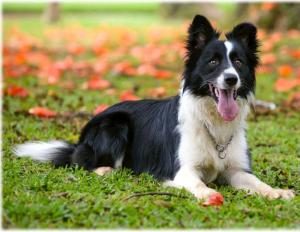 ព្រំដែន Collie